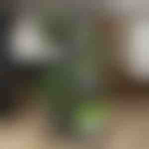 Stojan na kvetináče | POTSTAGE