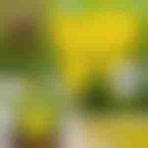 Lepkavé pasce na muchy (10 ks) | BUGILURE