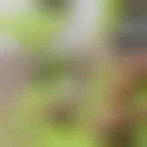 Doska na krájanie bez neporiadku s odnímateľnou nádobou 2 v 1| CHOPPINATA